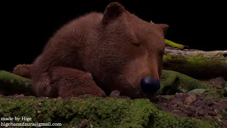 Grizzly bear animation