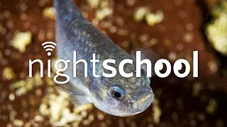 NightSchool: Home on the (Tiny) Range