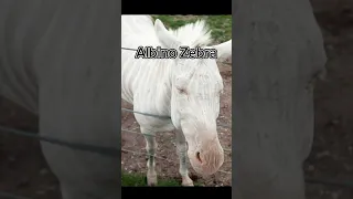 How Animals Look As Albinos... #shorts