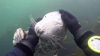 Friendly seal gets playful with diver