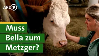 Ultraschall bei Kuh Bella: Tierarzt Besuch bei Bäuerin Nina - Hofgeschichten #9 | Unser Land | BR