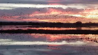 Morning Flyout at Bosque del Apache