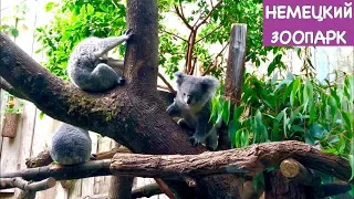 Немецкий Зоопарк, Вот Каким Должен Быть Зоопарк | Часть 1