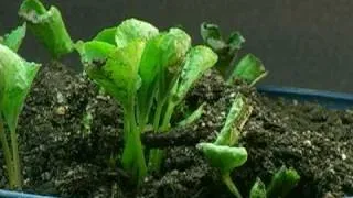 Time Lapse - Wild Violet Sprouting