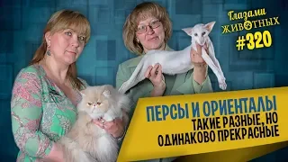 Глазами животных #320. Персы и ориенталы: такие разные, но одинаково прекрасные