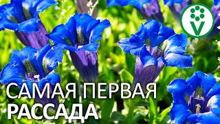 ПОСАДИТЕ ЭТИ ЦВЕТЫ НА РАССАДУ ПОКА НЕ ПОЗДНО! Посев семян цветов