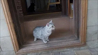 Котики  впервые  выходят во двор  и знакомятся с собакой.