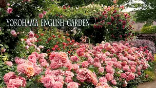 Yokohama English Garden 2022 Spring  #横浜イングリッシュガーデン #ROSE #禅ローズ