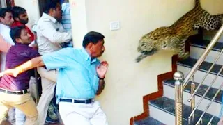 Deadly Leopard Encounters that you will Regret Watching