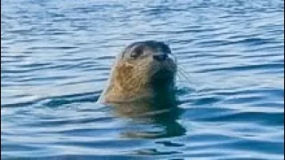 RAW POV //  Me And A Seal