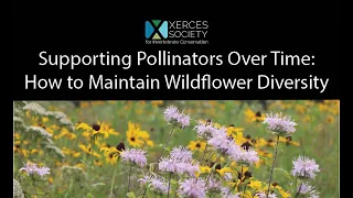 Supporting Pollinators Over Time: How to Maintain Wildflower Diversity