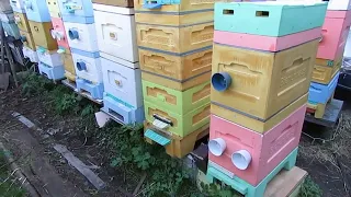 май на пасеке - как пчеловод в мае может потерять семью пчел и остаться без меда