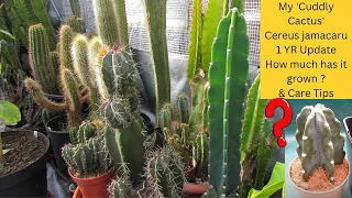 My 'Cuddly Cactus' Cereus jamacaru 1 Yr Update How much has it grown ? & Care Tips #cacti #cactus