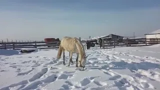 Жеребец Орловской породы