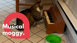 Cat plays piano to tell his owners' when he's hungry | SWNS