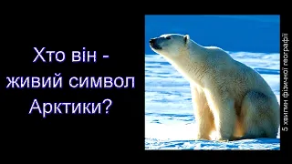 Хто він – живий символ Арктики?