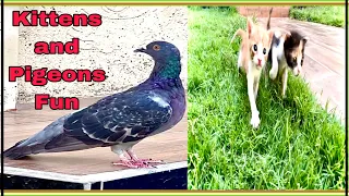 Kittens and Pigeons Fun.catlover 🐈🐈‍⬛! Bird & cats lovers 🥰🥰😍