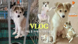 [입양Vlog] 새식구가 생겼어요! | 유기견입양 | 아기강아지 입양첫날 | 포인핸드