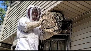 SUPER NEST! Yellow Jackets MASSIVE nest inside ceiling | INFESTATION | Wasp Nest Removal