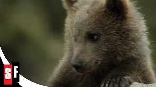 The Bear (3/7) Cub Nurses Bear's Wound (1988) HD