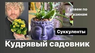 Кудрявый садовник !!! ( Суккуленты) сажаем красулу и гуляем по магазинам )