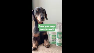 Does your dogs breath smell? #shorts #asmr