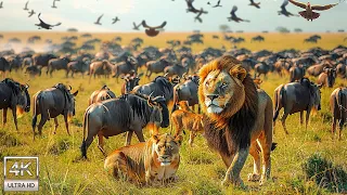 4K African Wildlife: The World's Greatest Migration from Tanzania to Kenya With Real Sounds #18