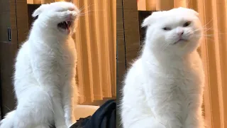 Try Not To Laugh 🤣 New Funny Cats Video 😹 - MeowFunny Part 23