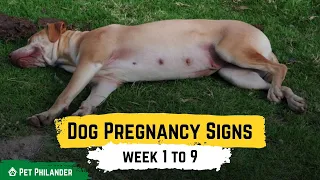 Dog Pregnancy Signs week 1 to 9 ! Pet Health