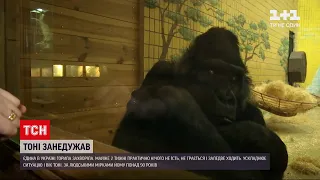 Новини України: в зоопарку Києва захворіла знаменита горила Тоні