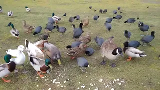 3-11-24 My followers flock to me. #birds #coots #geese #ducks