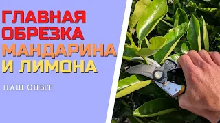 ГЛАВНАЯ ОБРЕЗКА МАНДАРИНА И ЛИМОНА в домашних условиях