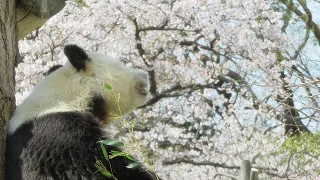 3月31日、桜満開のなかでお花見をしながら、笹をモリモリ食べているタンタン🌸 #王子動物園