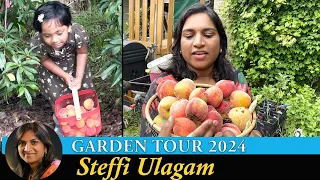 Steffi Ulagam Garden Tour 2024 | Harvesting Fruits from our Home Garden | Garden Vlog in Tamil