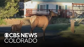 4-year-old boy attacked by elk in Estes Park - the 2nd child attacked by elk in a week