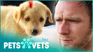 Vet Breaks Down Over Abused Dogs | Dog Rescuers | Pets & Vets