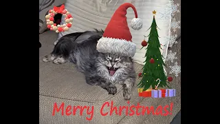 CAT with a special message - HE needs 1,000 SUBSCRIBERS by Christmas