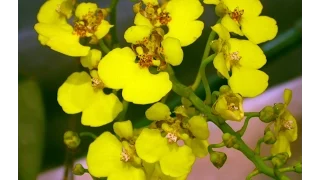 Как разделить куст Онцидиума? Oncidium