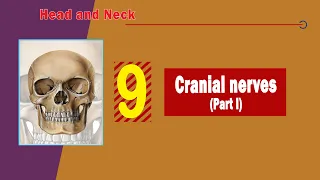 09. Cranial nerves (Part I)