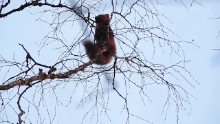 ПО СЛЕДУ ТИГРА!!! Охота с лайками на куницу .Удачно !!!