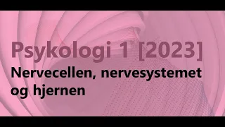 Psykologi 1 - Nerveceller, nervesystemet og hjernen