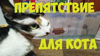 Visible wall challenge.Obstacle for a cat(Препятствие для кота)