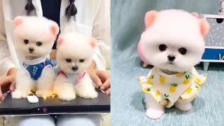 Cute and Funny Pomeranian Videos 113 #Shorts