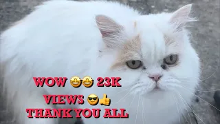 Adorable cute Cat 🐈‍⬛🐈 video compilations 🤩😊 #catlover #catvideos #catshorts #cats #lovepets