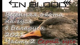 ОХОТА НА ГУСЯ в Беларуси 2021 Часть 2 Серый гусь-IN BLOOD