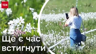 🌼 250 гектарів нарцисів на піку цвітіння! Закарпаття чекає на туристів