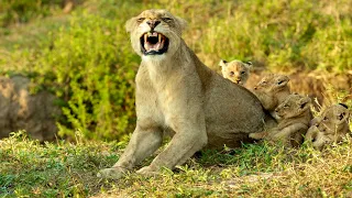 4 Tiny Lion Cubs Being Cute (Best Wildlife Experience)