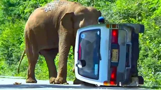 Heartbreaking Encounter: Wild Elephant Attack On Van In Forest