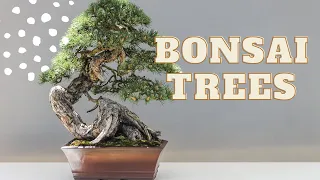 Bonsai Trees - Beginner Workshop
