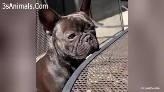 You will get STOMACH ACHE FROM LAUGHING SO HARD Funny Dog Videos 2020-pet lover like you